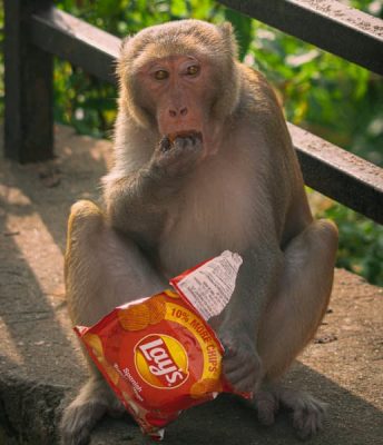 Monkey with bag of packaged chips.